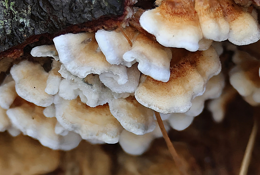 Plicatura crispa · November 2025 · photo: © ikelman (iNaturalist, cc0)