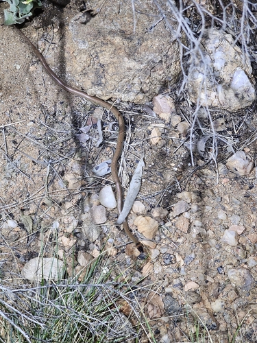 Orange-naped Snake sighting