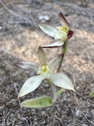 white fairy orchid (Caladenia marginata)