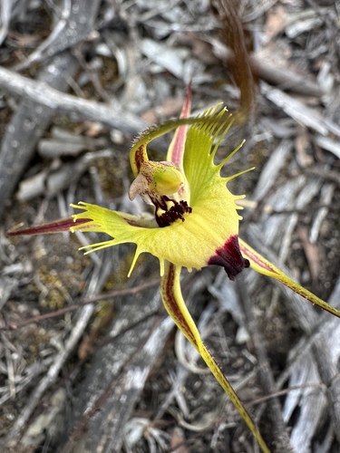 fringed mantis orchid (Caladenia falcata)