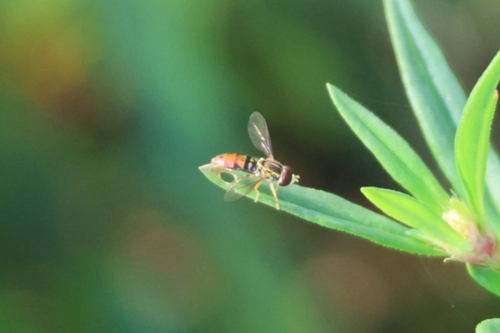 Unknown species found near New Smyrna Beach, FL 32168, USA