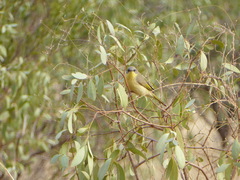 Ptilotula keartlandi