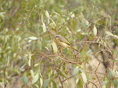 Ptilotula keartlandi