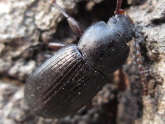 Stenophanes mesostena