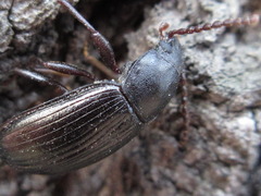 Stenophanes mesostena