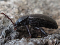 Stenophanes mesostena