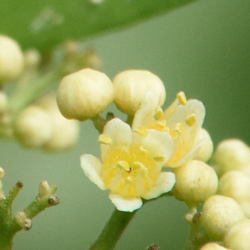 Schinus terebinthifolia