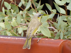Ptilotula keartlandi