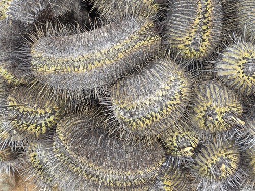 Copiapoa malletiana