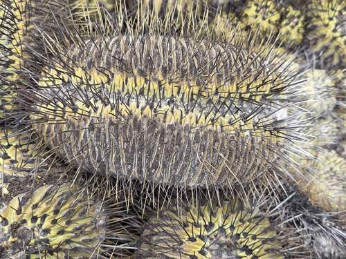 Copiapoa malletiana