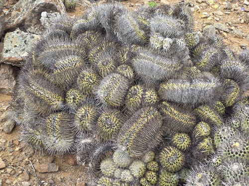 Copiapoa malletiana