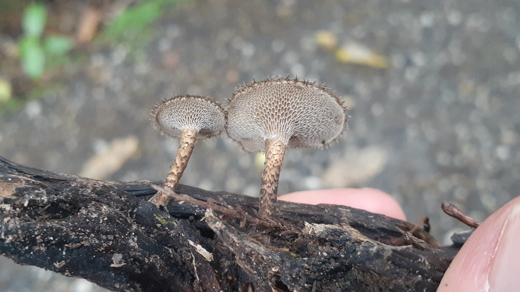 Lentinus arcularius · November 2025 · photo: © aardvark04 (iNaturalist, cc0)