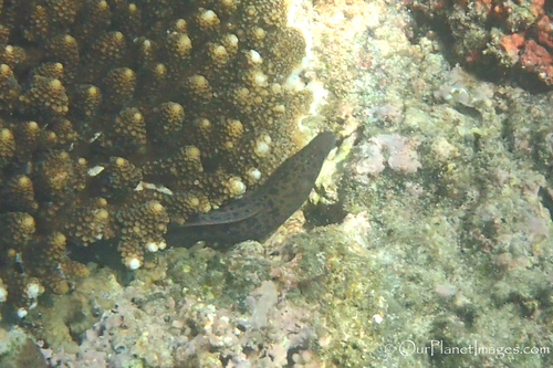 Giant Moray — seen at this dive site
