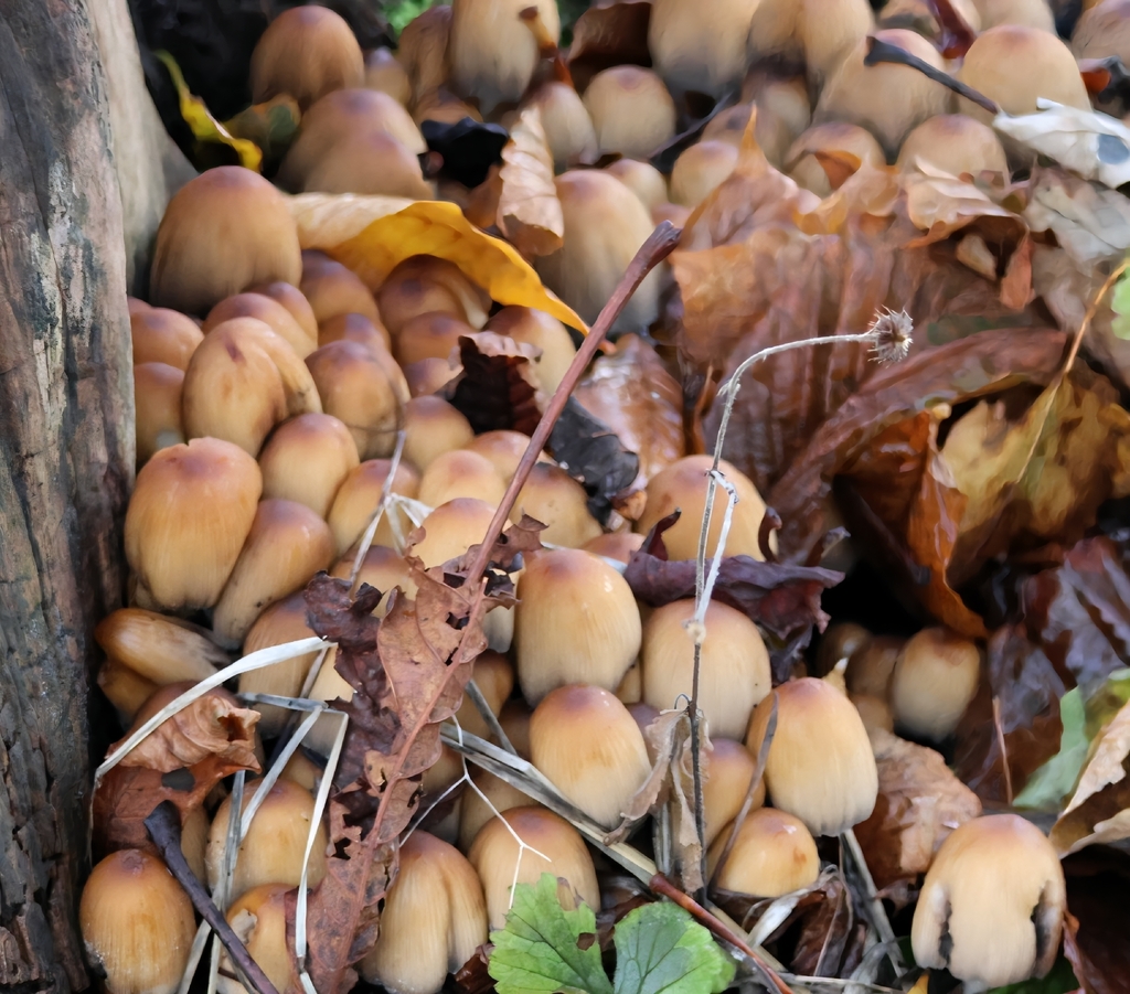 Micacei · November 2025 · photo: © ikelman (iNaturalist, cc0)