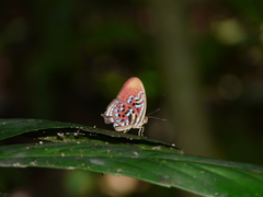 Paralaxita damajanti
