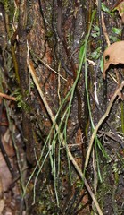 Psilotum complanatum