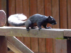 Callosciurus prevostii pluto