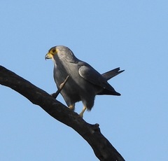 Falco ardosiaceus