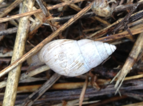 Rabdotus