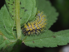 Polygonia c-aureum lunulata