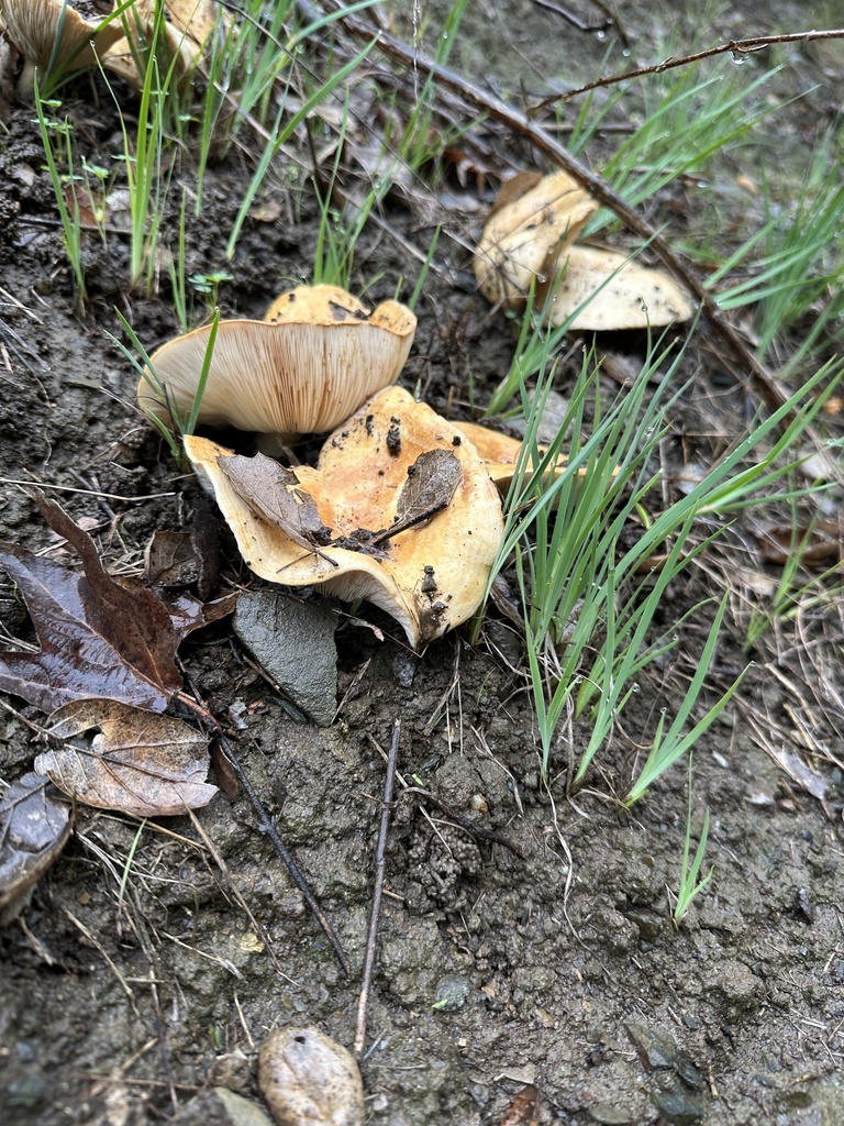Lactarius alnicola · November 2025 · photo: © andy71 (iNaturalist, cc0)