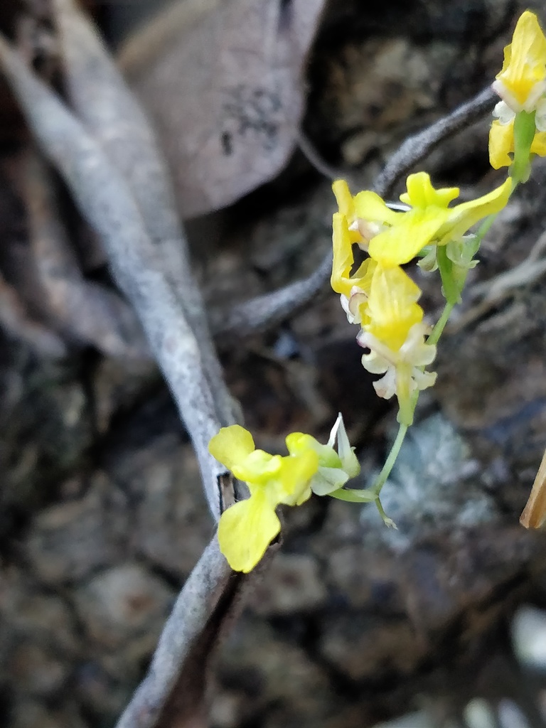 Erycina hyalinobulbon