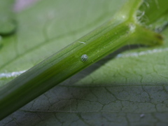 Polygonia c-aureum lunulata