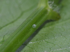 Polygonia c-aureum lunulata