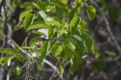 Tanaecium dichotomum, photograph E Santos Ortega, CC BY, iNaturalist via GBIF