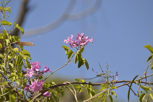 Tanaecium dichotomum, photograph 5