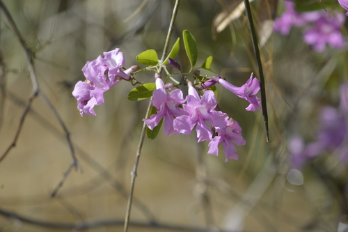 Tanaecium dichotomum, photograph 2
