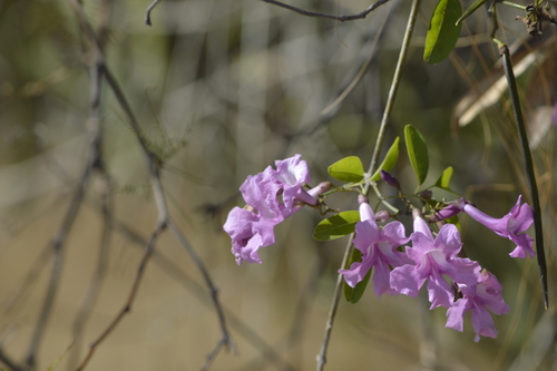 Tanaecium dichotomum, photograph 4
