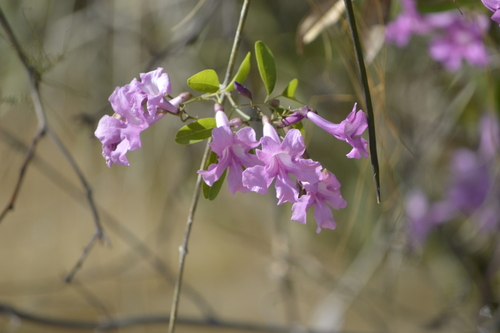 Tanaecium dichotomum, photograph 3