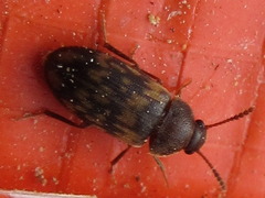 Mycetophagus hillerianus