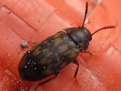 Mycetophagus hillerianus