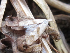 Cochylidia heydeniana