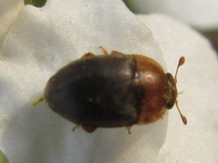 Meligethes flavicollis