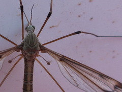 Tipula aino