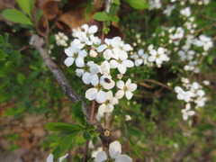 Spiraea prunifolia