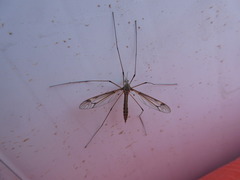 Tipula aino