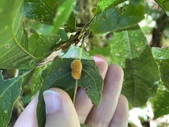 Striatoandricus barriosi