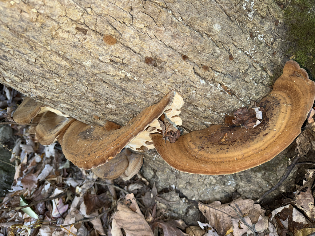 Ischnoderma resinosum · November 2025 · photo: © elk652 (iNaturalist, cc0)