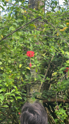 Hibiscus schizopetalus observed 2025-10-28