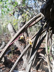 Trichocentrum ascendens