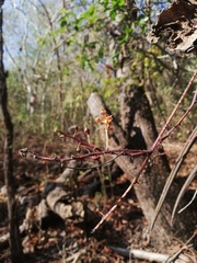 Trichocentrum ascendens