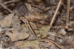 Stenocercus iridescens