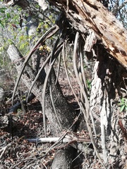 Trichocentrum ascendens