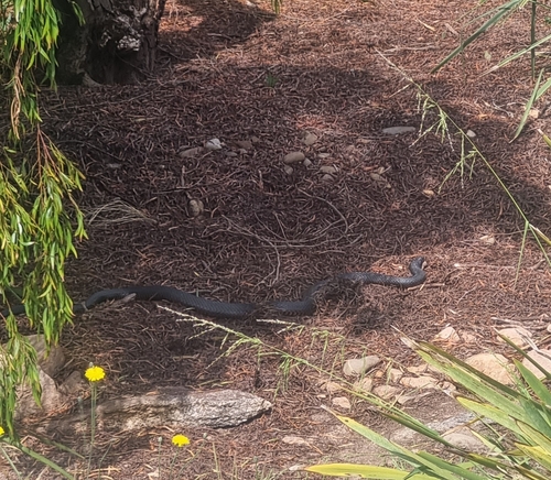 Red-bellied Black Snake sighting