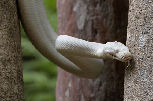 Carpet Python sighting