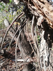 Trichocentrum ascendens